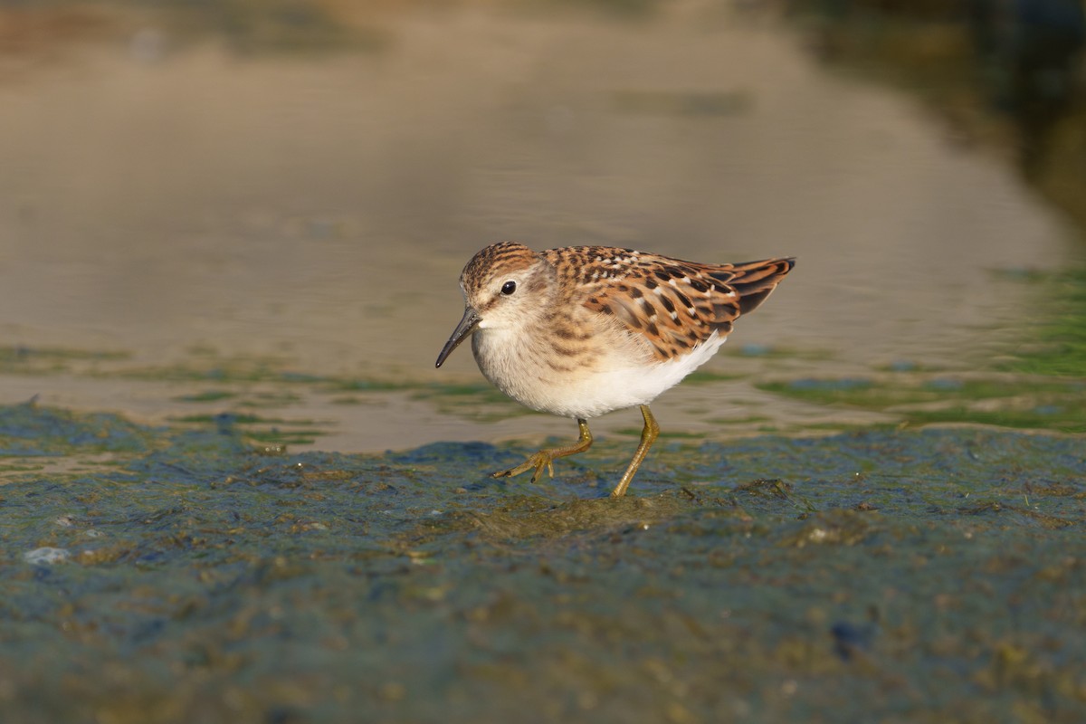 Least Sandpiper - ML640472699