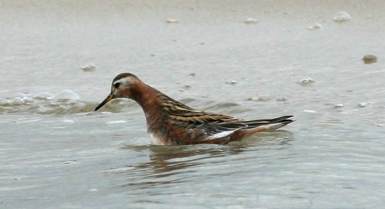 polarsvømmesnipe - ML64047271