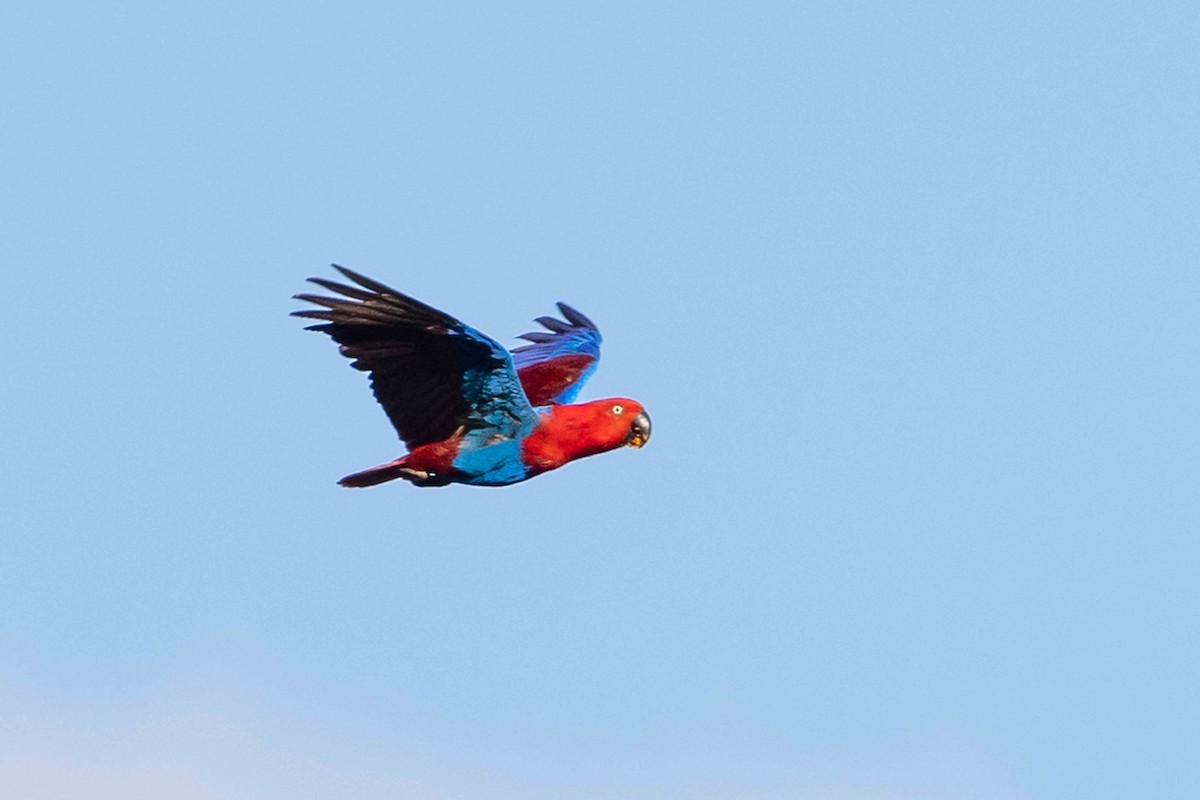 Papuan Eclectus - ML640472726