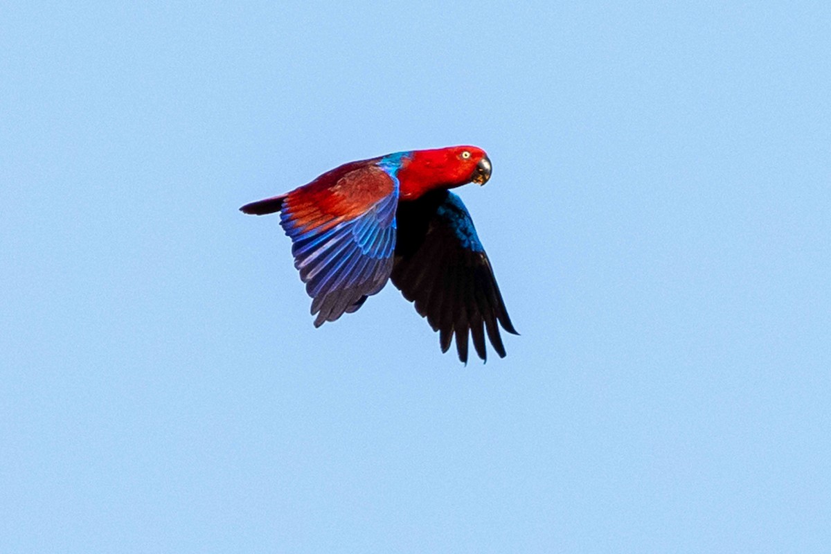 Papuan Eclectus - ML640472729