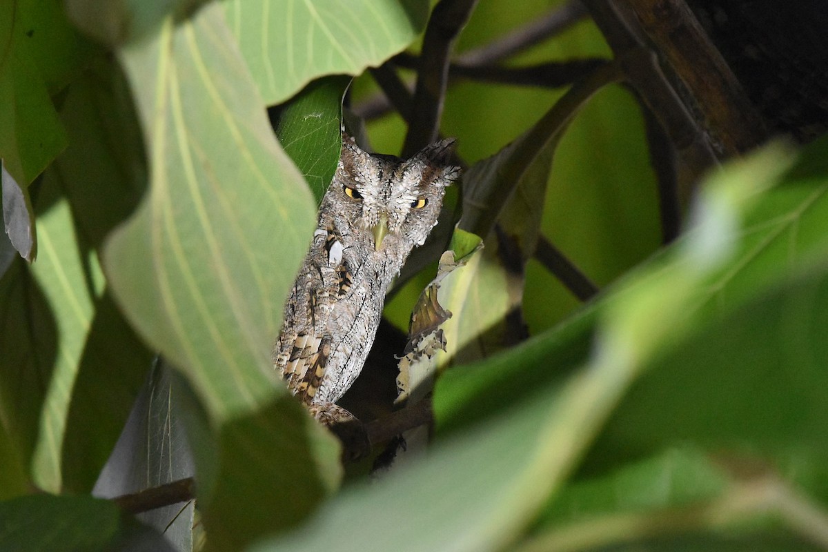Pacific Screech-Owl - ML640472859