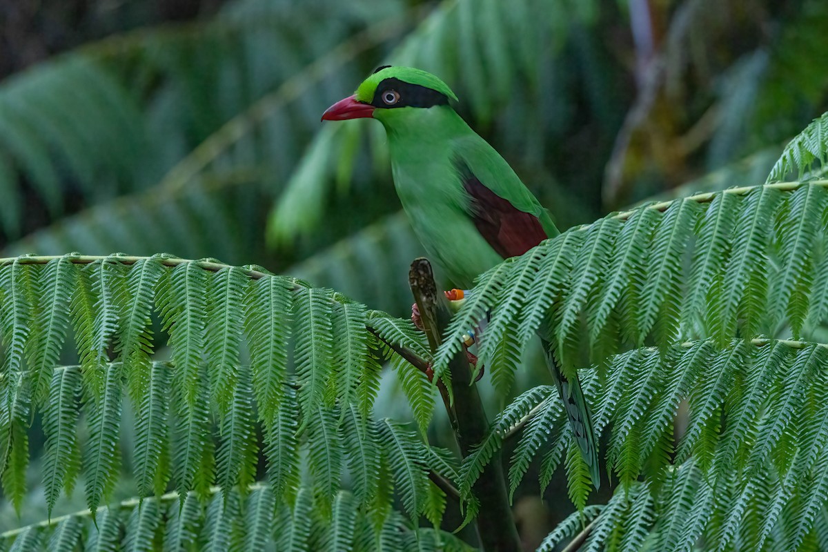 Bornean Green-Magpie - ML640472965