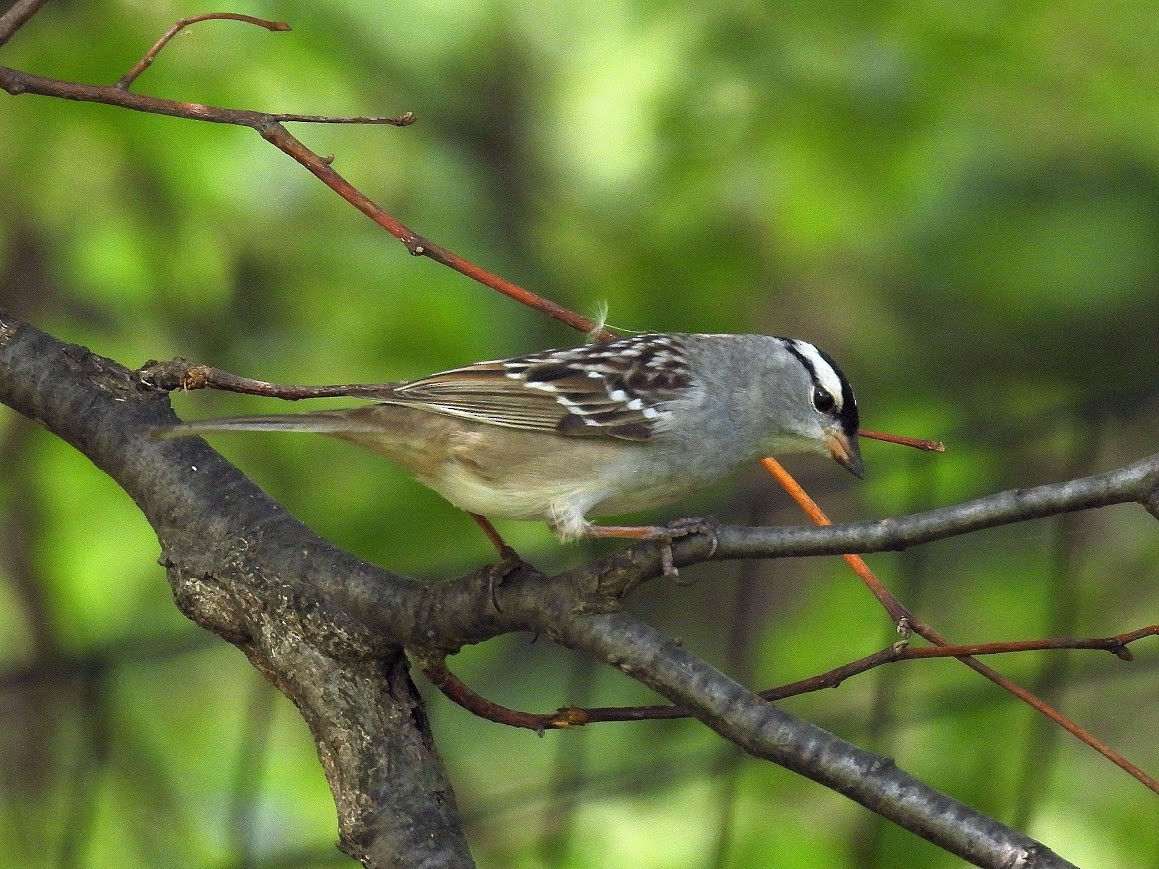 White-crowned Sparrow - ML640473043