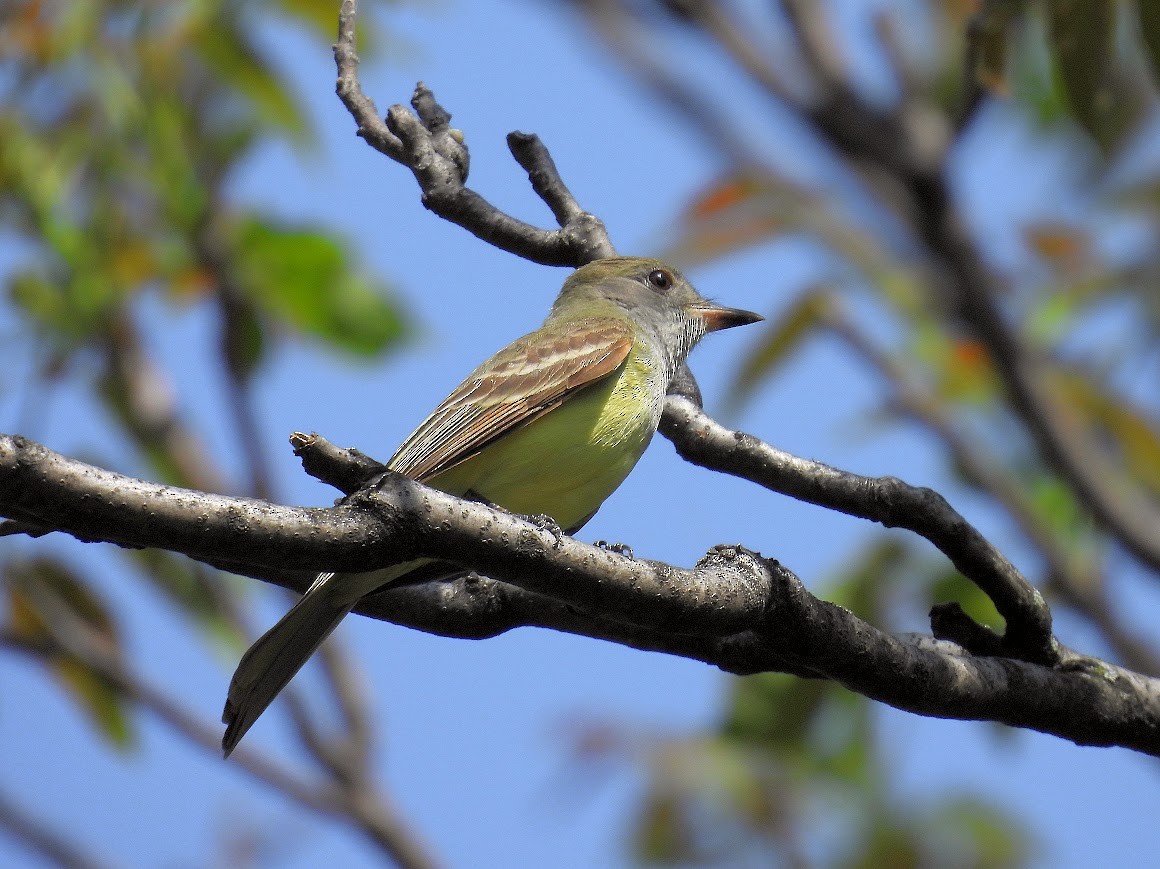 Great Crested Flycatcher - ML640473053