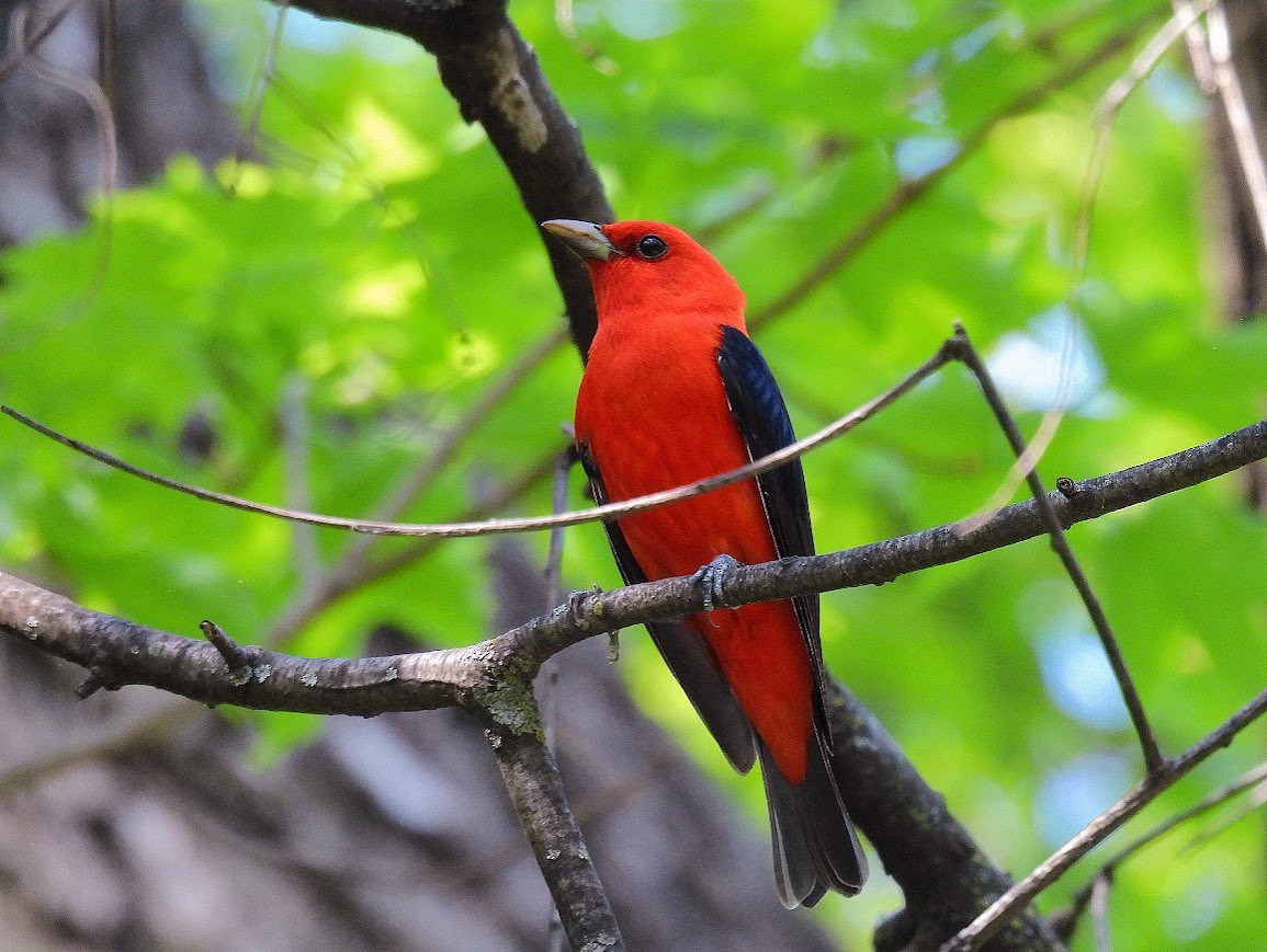 Scarlet Tanager - ML640473064