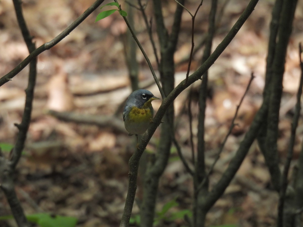 Northern Parula - ML640473118