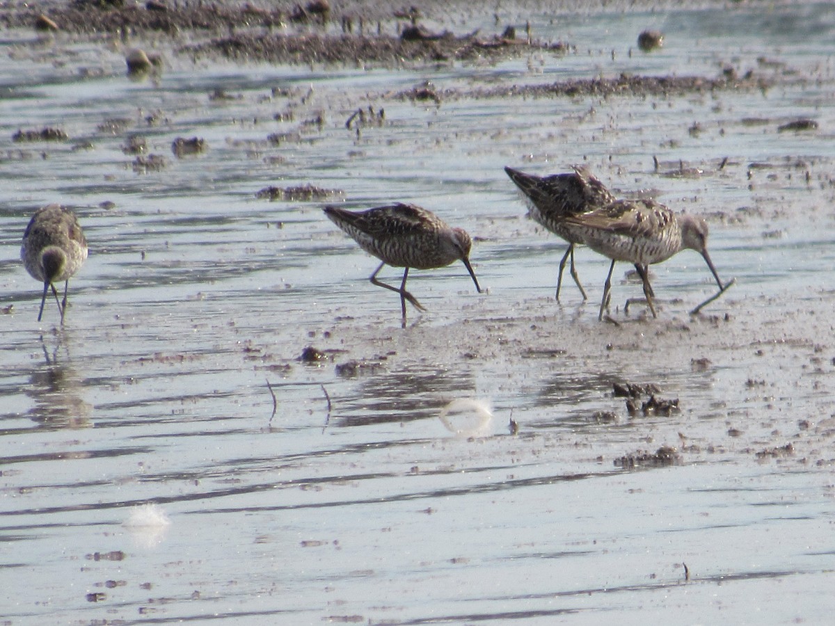 Stilt Sandpiper - ML640473123
