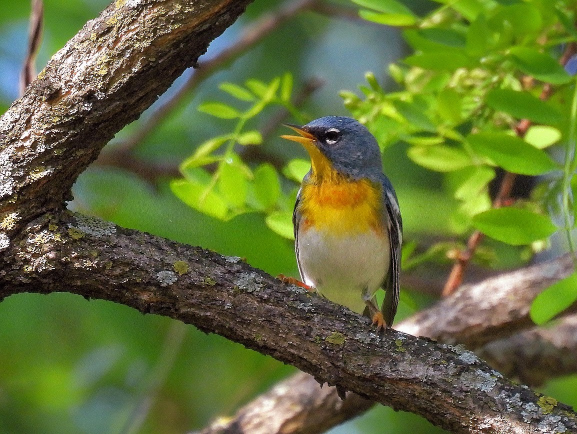 Northern Parula - ML640473144