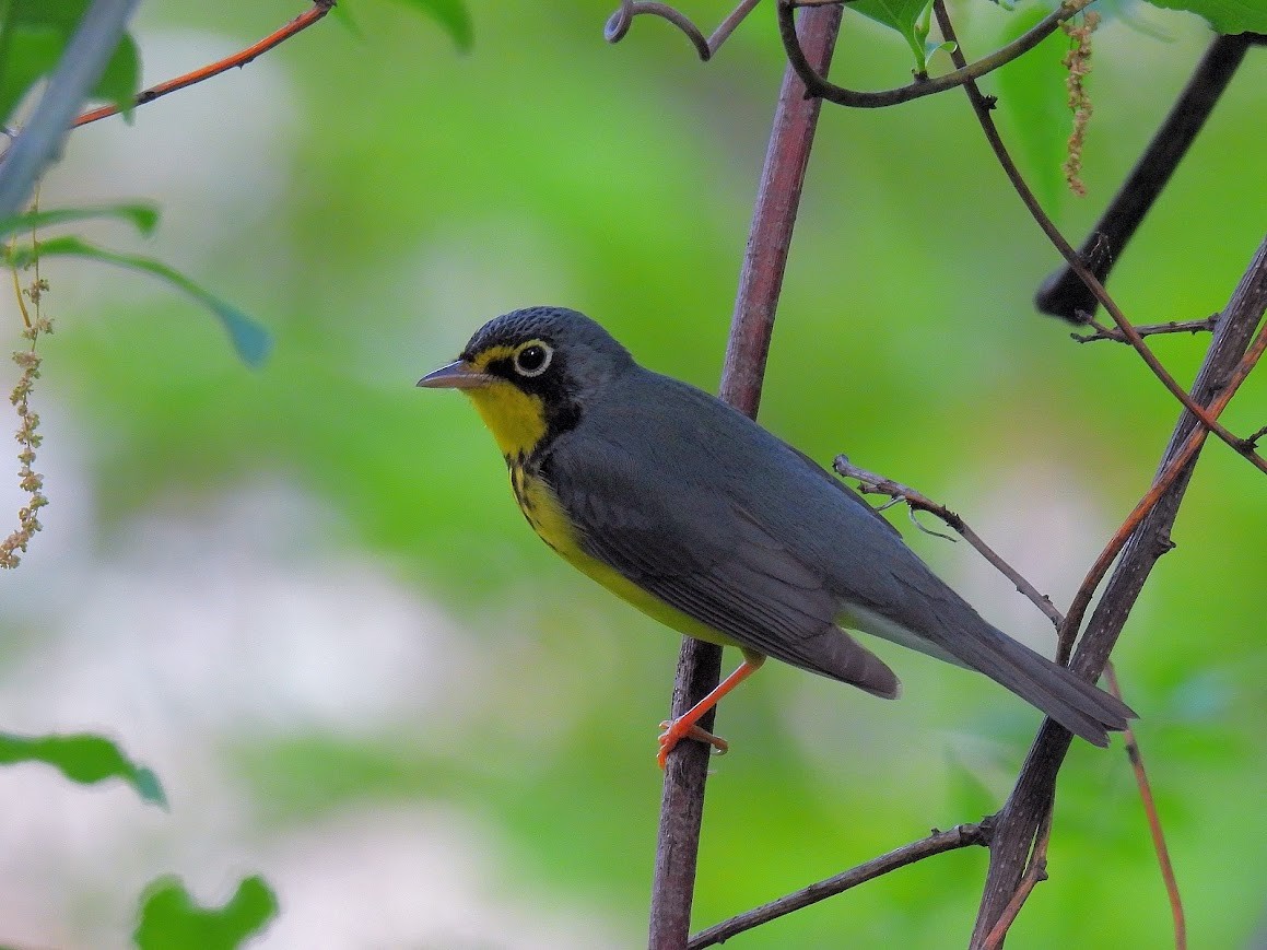 Canada Warbler - ML640473155