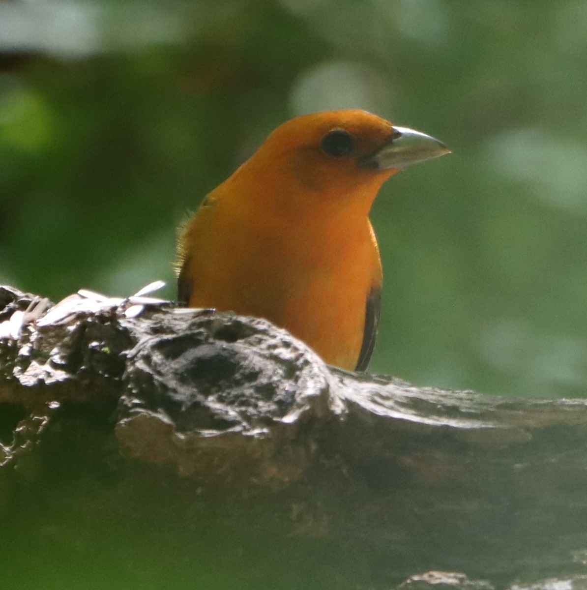 Scarlet Tanager - ML640473169