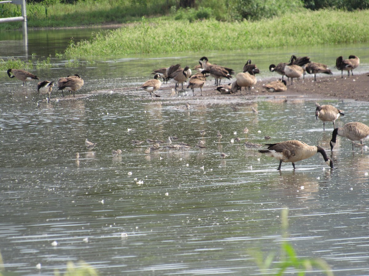 Stilt Sandpiper - ML640473190