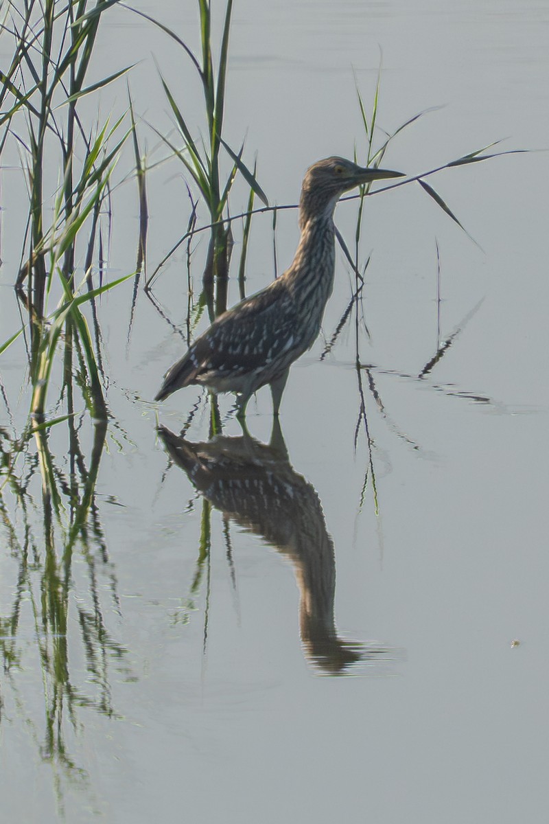 Black-crowned Night Heron - ML640473202