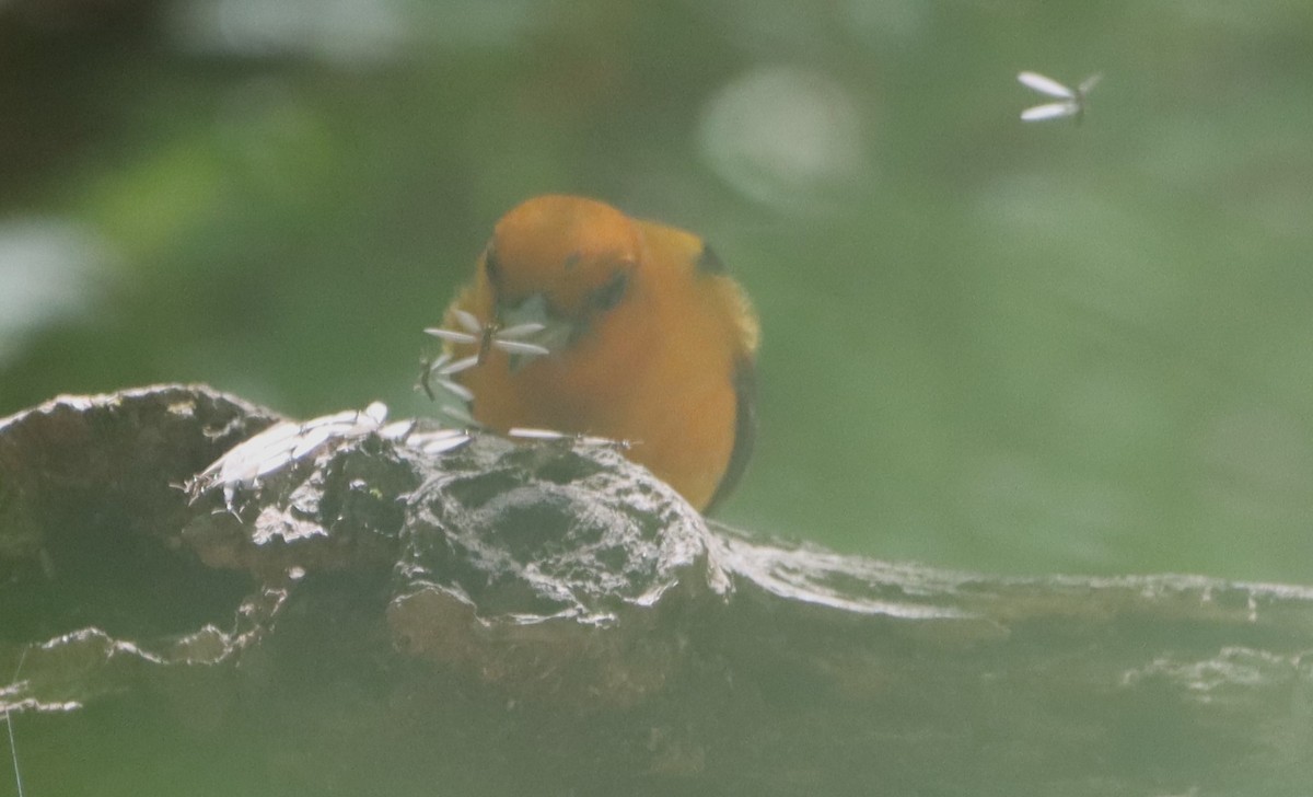 Scarlet Tanager - ML640473207