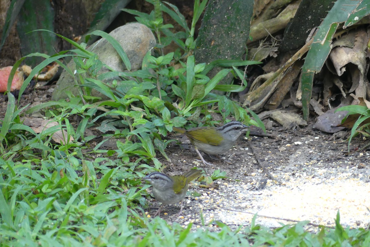 Green-backed Sparrow - ML640473208