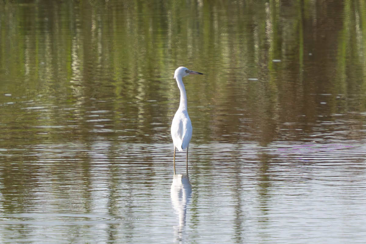 Little Blue Heron - ML640473209