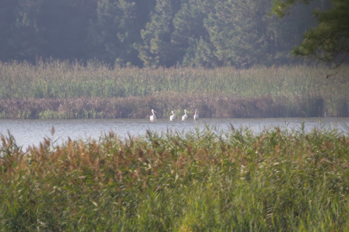 American White Pelican - ML640473225