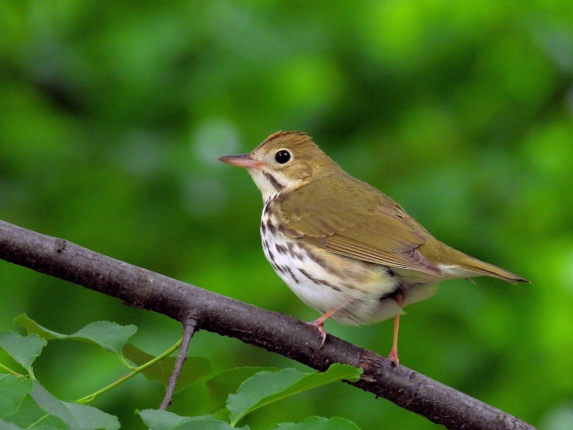 Ovenbird - ML640473236
