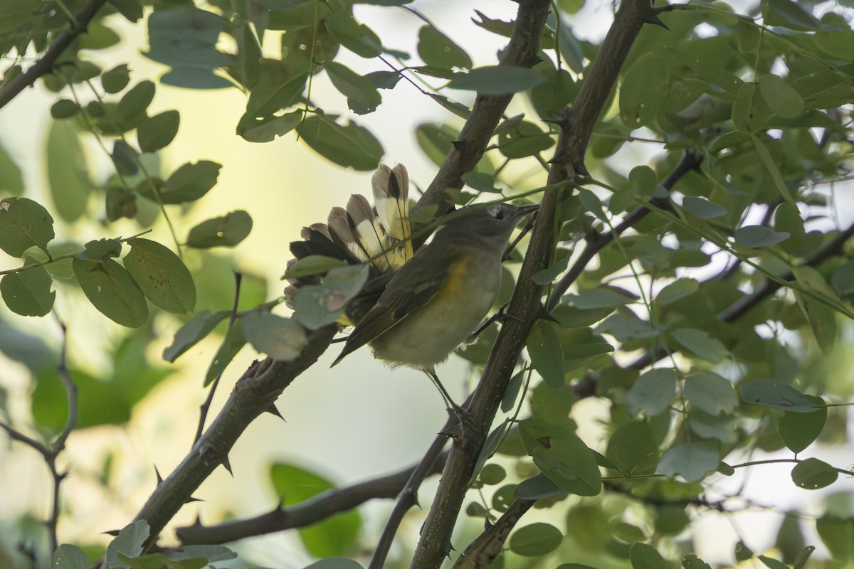 American Redstart - ML640473238