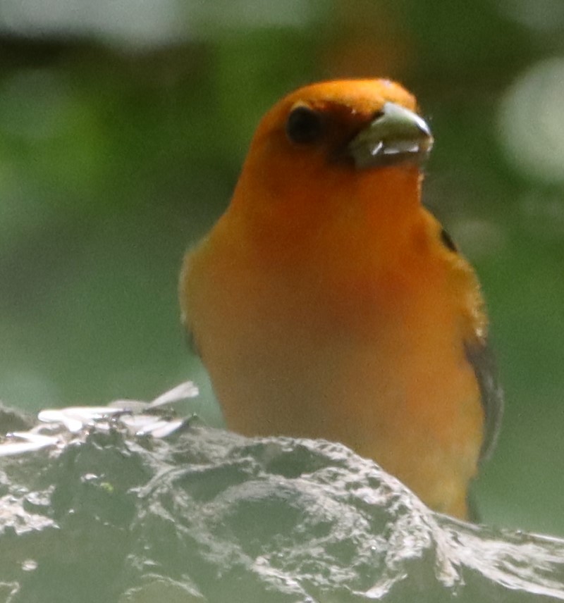 Scarlet Tanager - ML640473240