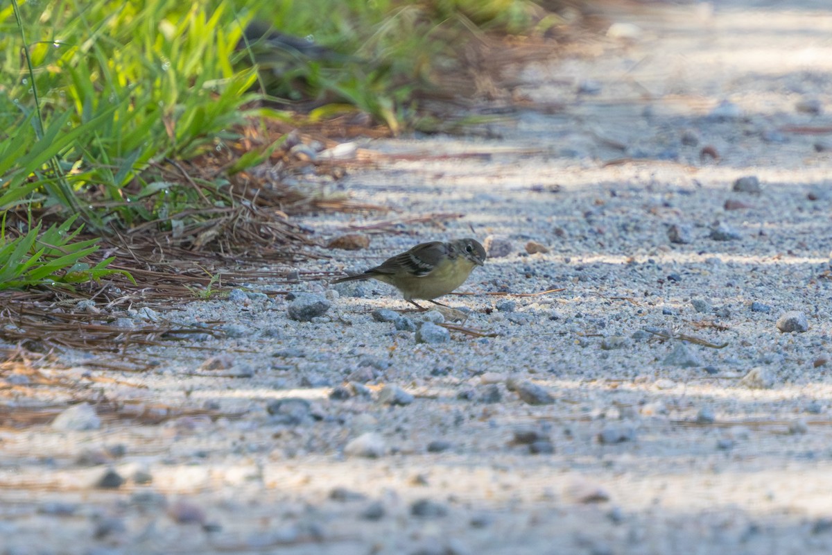 Pine Warbler - ML640473248