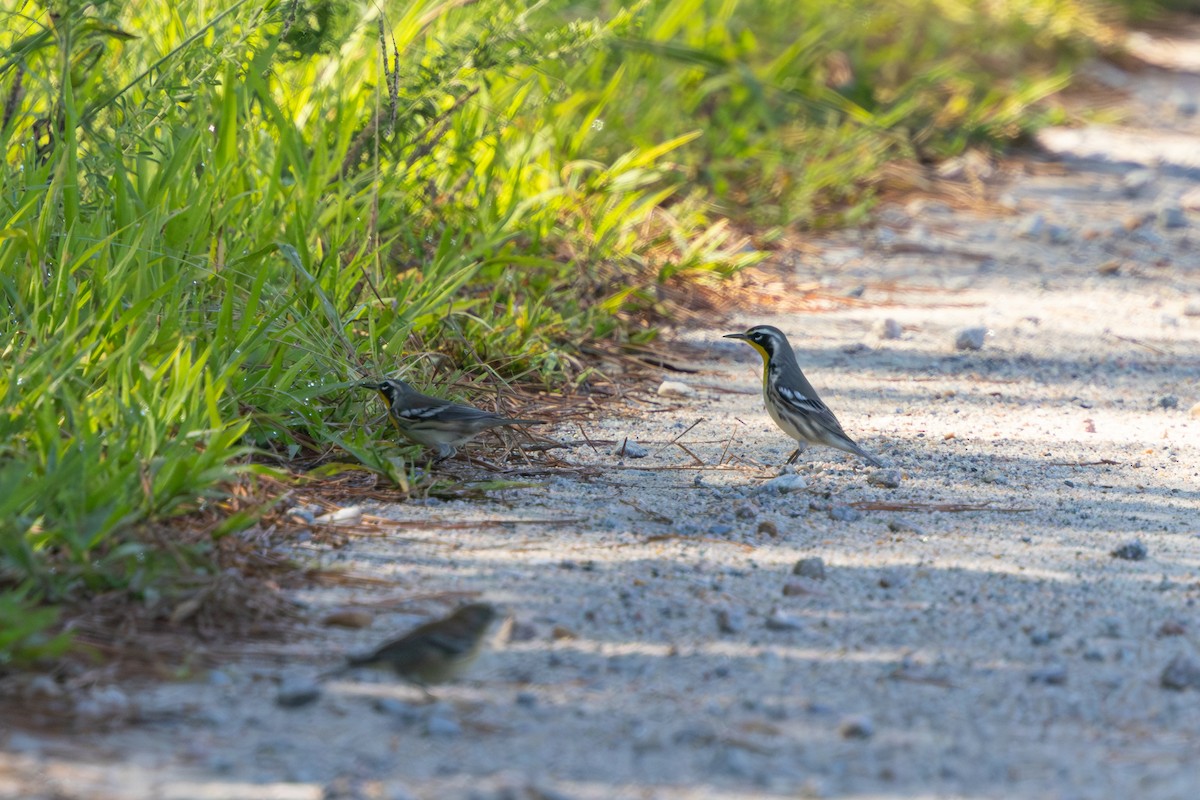 Yellow-throated Warbler - ML640473260
