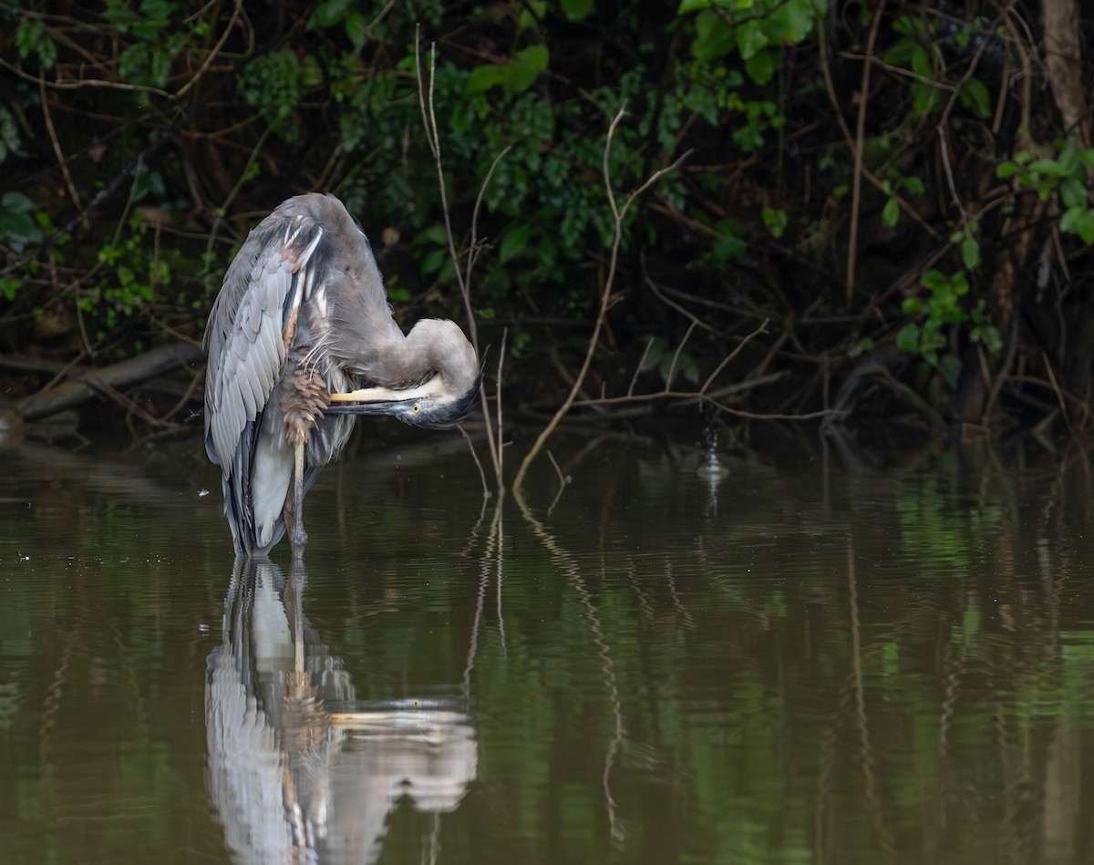 Great Blue Heron - ML640473279