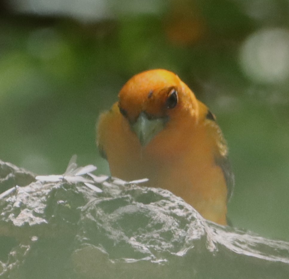 Scarlet Tanager - ML640473288