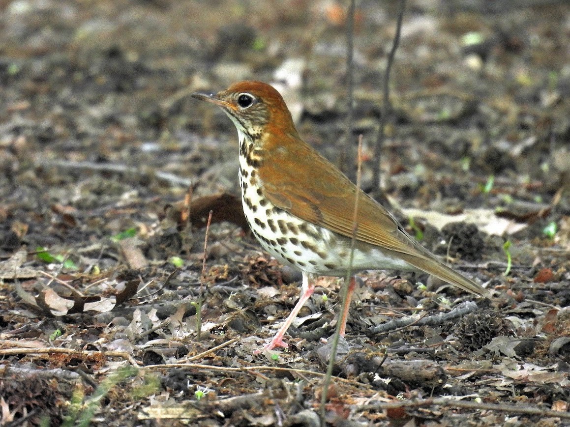 Wood Thrush - ML640473302