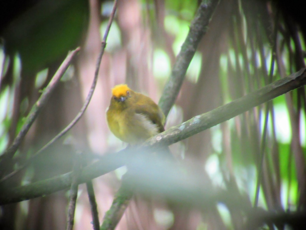 Yellow-headed Manakin - ML640473343