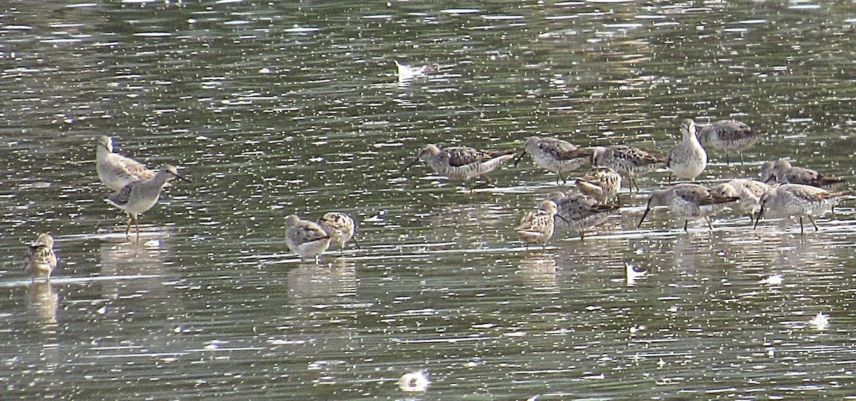 Stilt Sandpiper - ML640473351