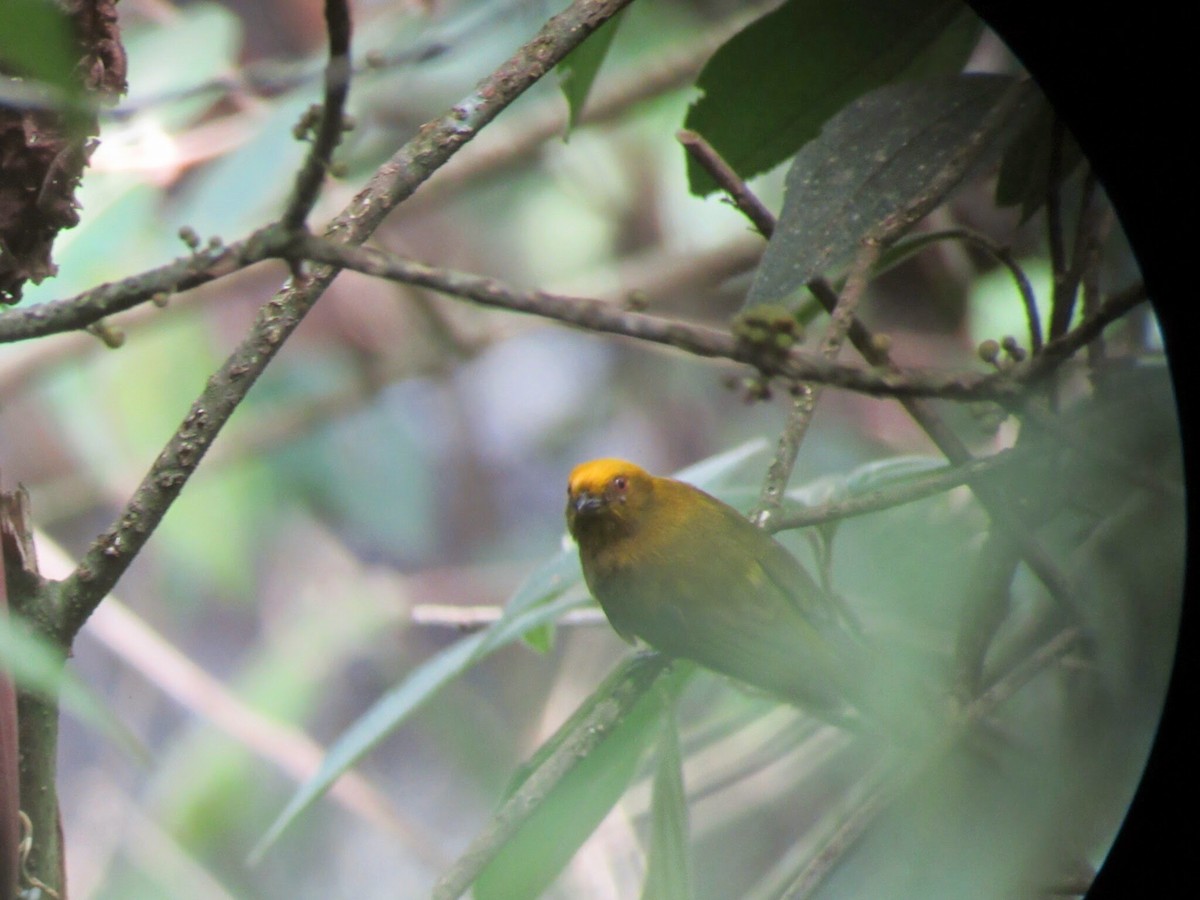 Yellow-headed Manakin - ML640473363