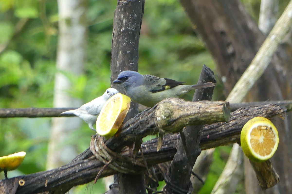 Tangara Aliamarilla - ML640473423