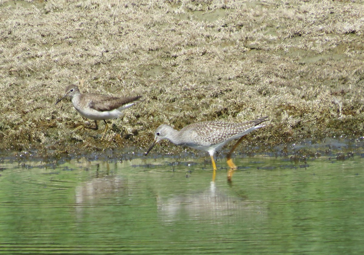 Solitary Sandpiper - ML640473539