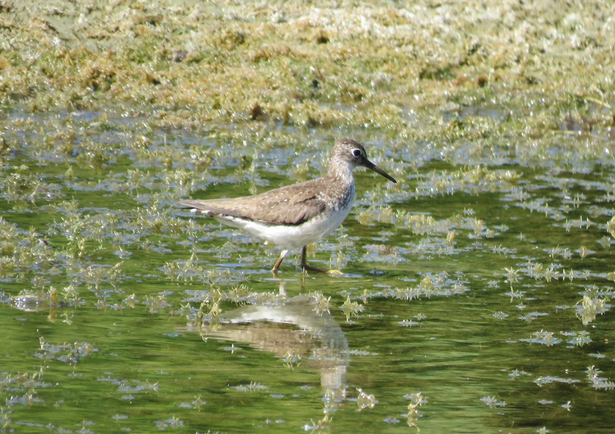 Solitary Sandpiper - ML640473540