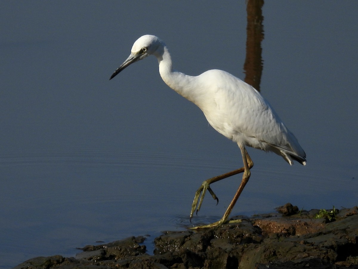 Little Blue Heron - ML640473563