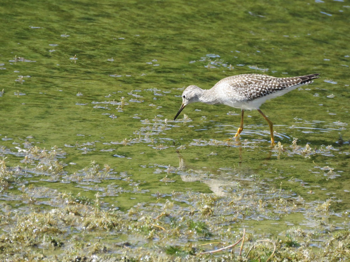 Lesser Yellowlegs - ML640473566