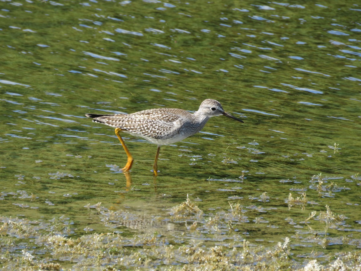 Lesser Yellowlegs - ML640473567
