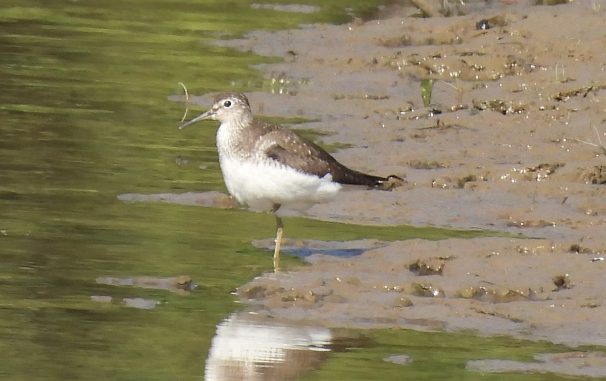 Solitary Sandpiper - ML640473577