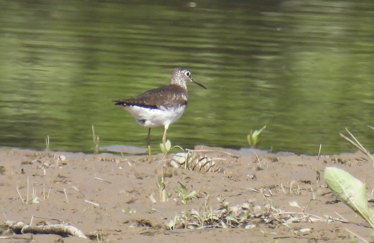 Solitary Sandpiper - ML640473580