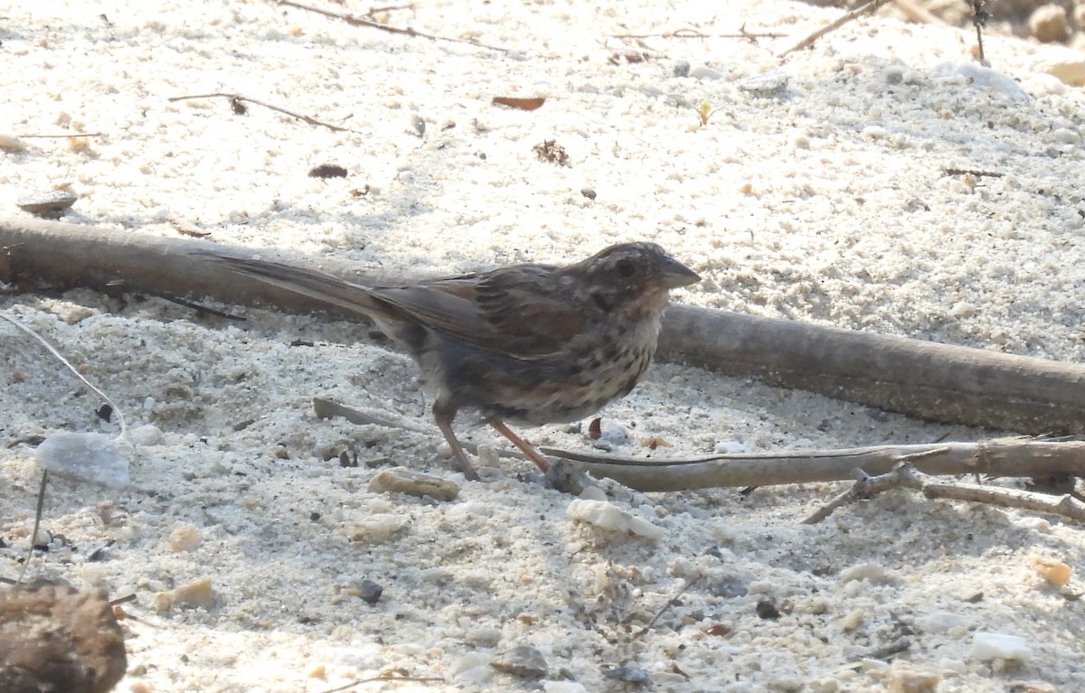 Song Sparrow - ML640473584
