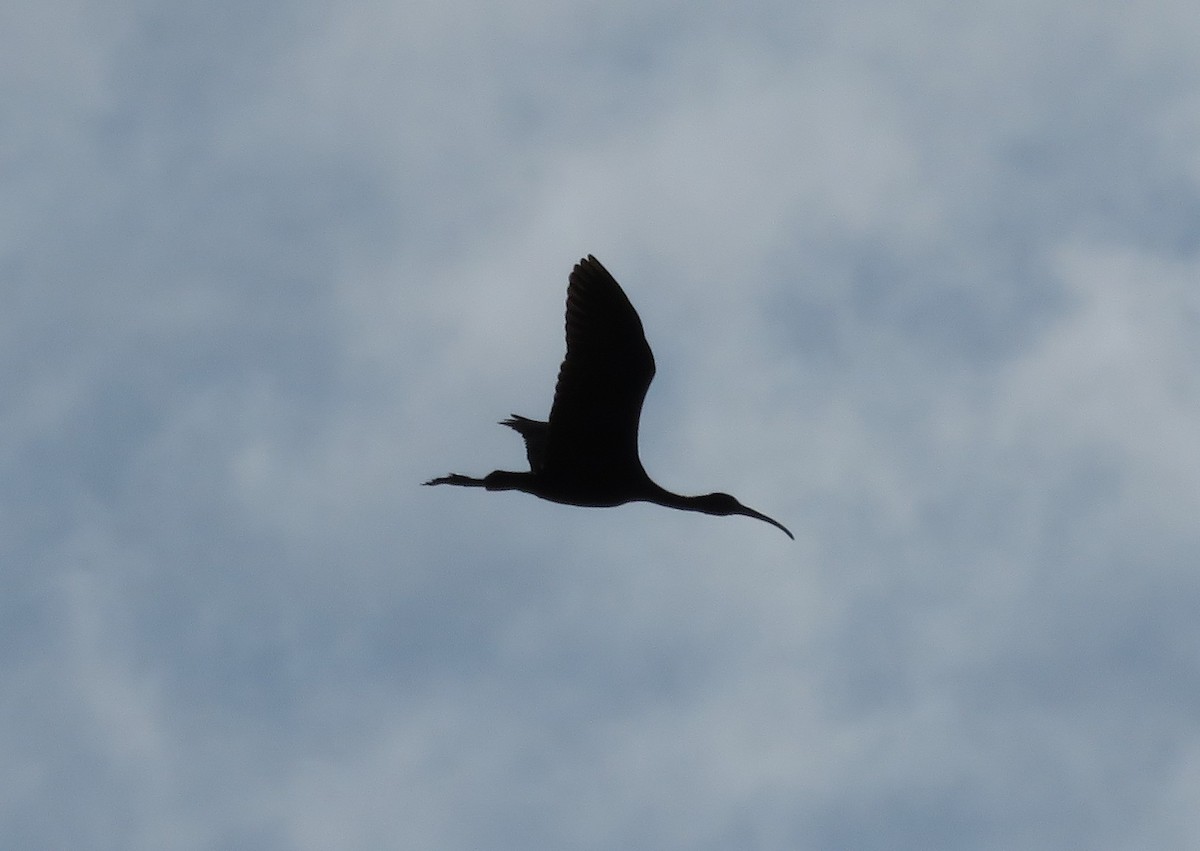 Glossy Ibis - ML640473590