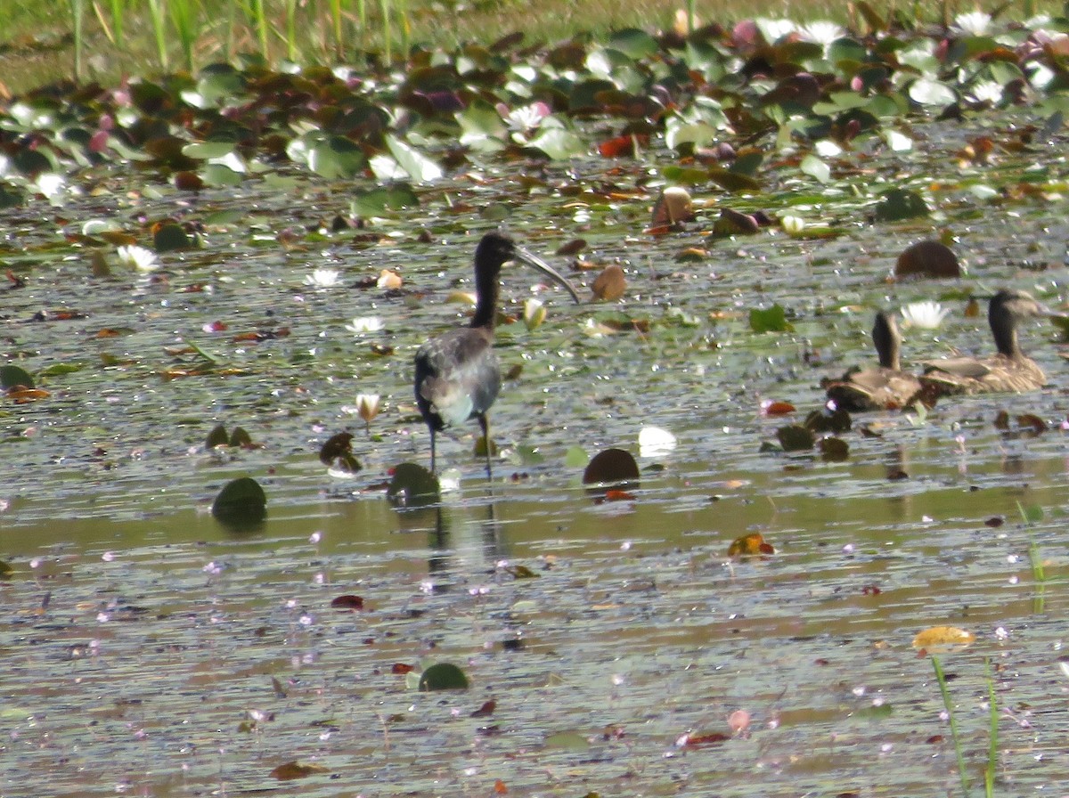 Glossy Ibis - ML640473591