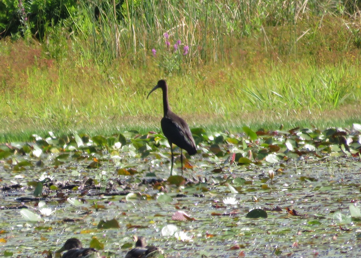Glossy Ibis - ML640473592