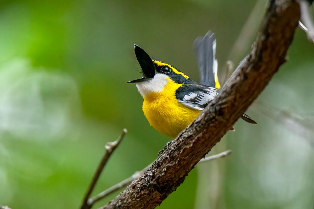 Yellow-breasted Boatbill - ML640473632