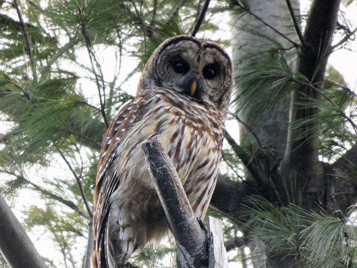 Barred Owl - ML640473715