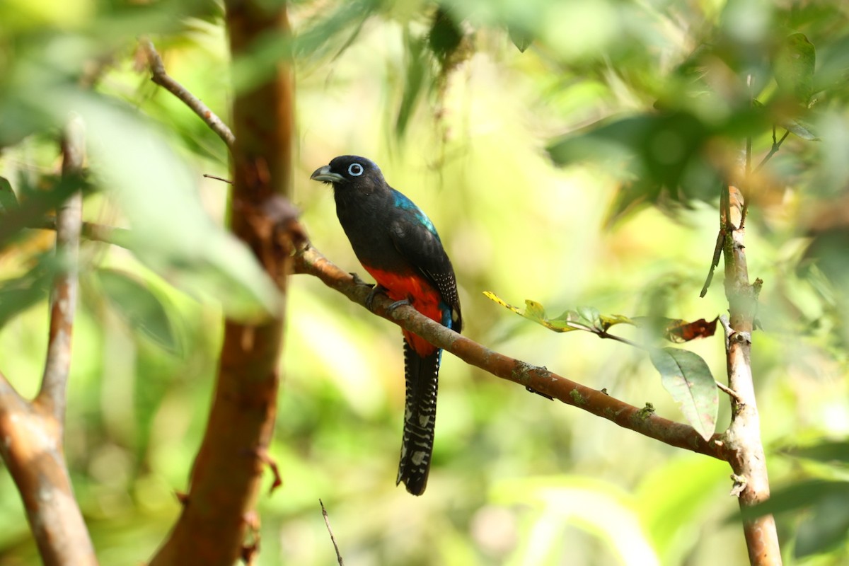 blåryggtrogon - ML640473720