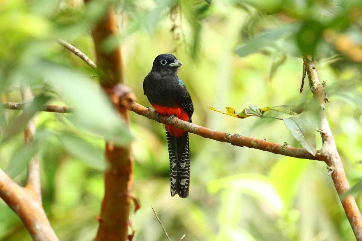 blåryggtrogon - ML640473721