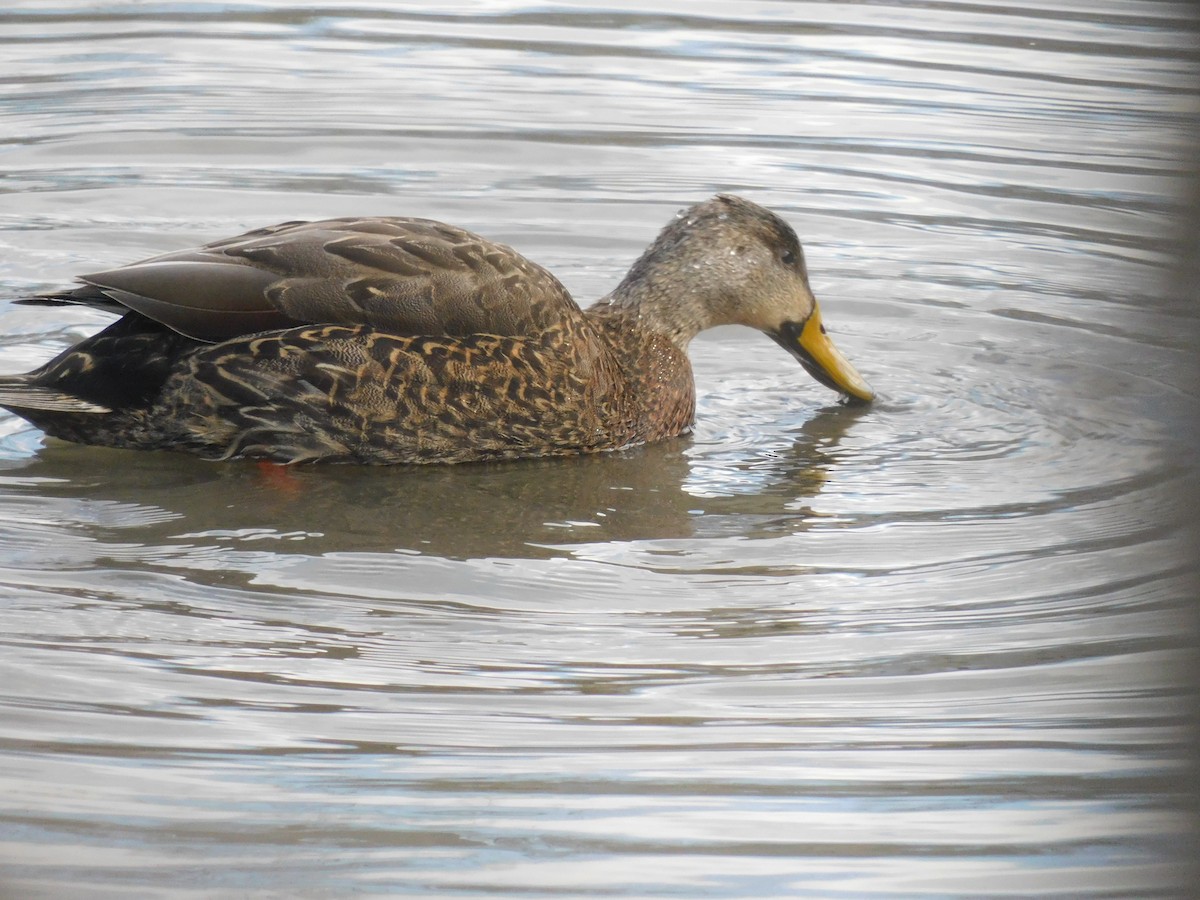 duck sp. - ML640473736