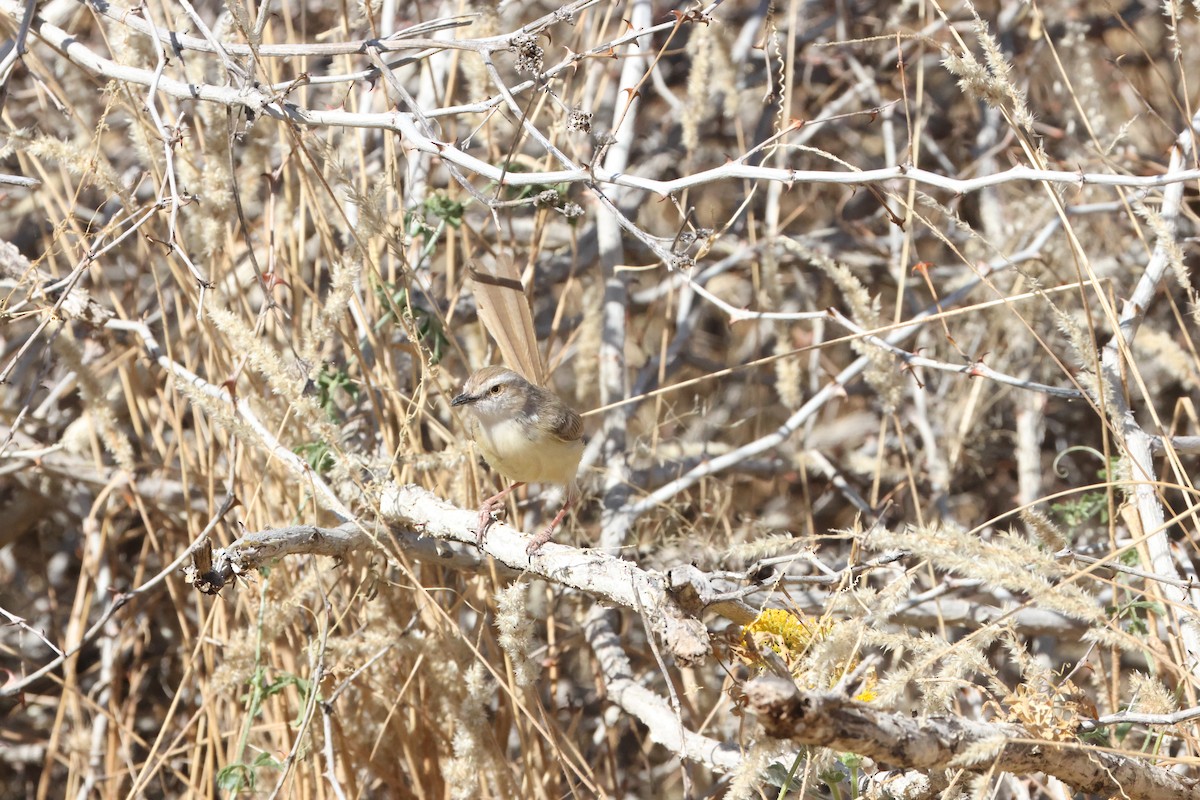 Black-chested Prinia - ML640473745