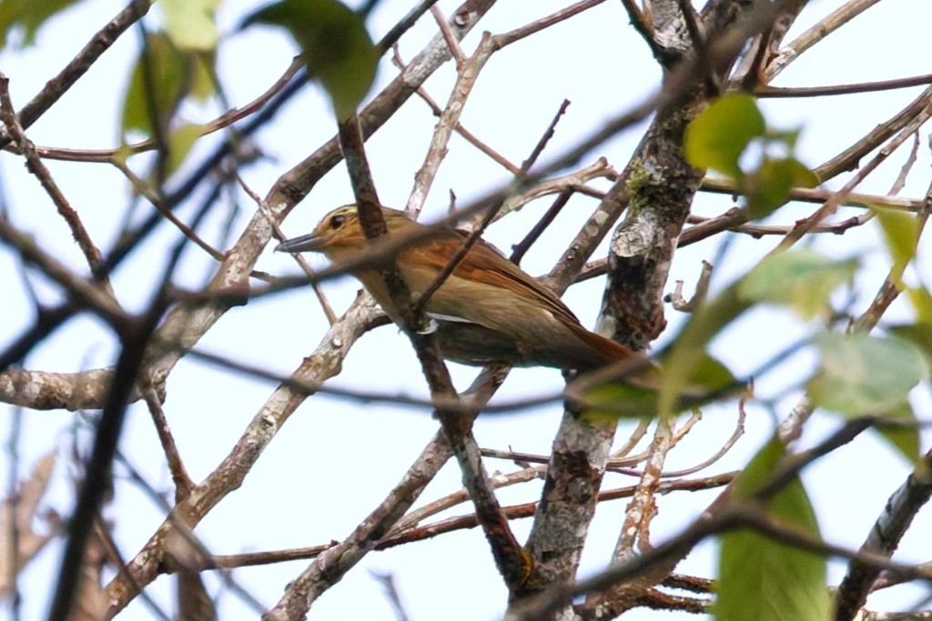 アカチャアリモズ - ML640473774